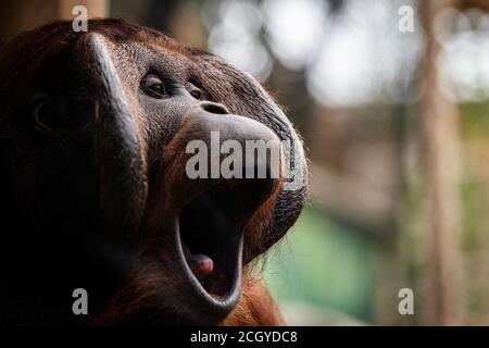 Ritratto di orang-utan in un'atmosfera buia Foto Stock