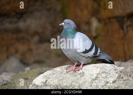 Piccione di roccia, colomba di roccia, piccione comune, Columba livia Foto Stock