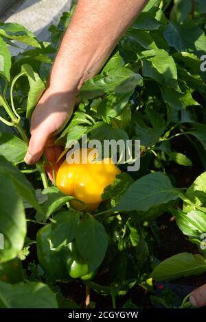 uomo mano raccolta matura campana pepe piantagione in serra Foto Stock
