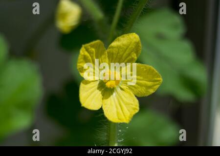 Il fiore giallo del cocomero completamente aperto. Foto orizzontale Foto Stock