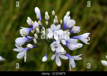 Agapanthus Twister African Liily Lily del blu del Nilo e. testa di fiore bianca Foto Stock
