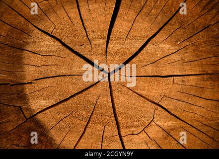 Sezione trasversale dell'albero. Legno tagliato fuori da vicino la struttura, incrinato superficie dalla vecchiaia. Foto Stock