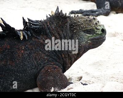 Primo piano di iguana Marina sulla spiaggia, Isole Galapagos Foto Stock