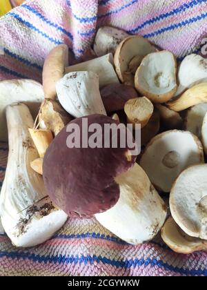 Funghi porcini bacche mirtillo foresta di mirtillo bianco raccolta nel foresta con mirtilli rossi Foto Stock