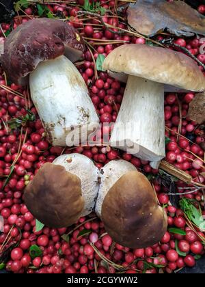 Funghi porcini bacche mirtillo foresta di mirtillo bianco raccolta nel foresta con mirtilli rossi Foto Stock