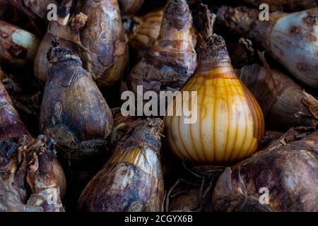 Primo piano, sopra il colpo di testa di Narcissus o Daffodil bulbi sfondo, pronto per piantare in autunno prima di fiorire in primavera. Colpo per poliziotto Foto Stock