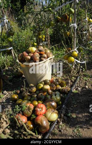 Accendendo i frutti di pomodoro, raccolto perso Foto Stock