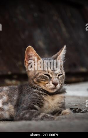 I famosi gatti di Cattaro che sono molto abituati alla gente, la città vecchia europea in Montenegro vicino al mare, animali carini nelle vecchie mura Foto Stock