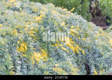 Un prostrato di baileyana di Acacia, una versione a bassa crescita di un sonaglino di Cootamundra con i suoi fiori gialli luminosi in inverno Foto Stock