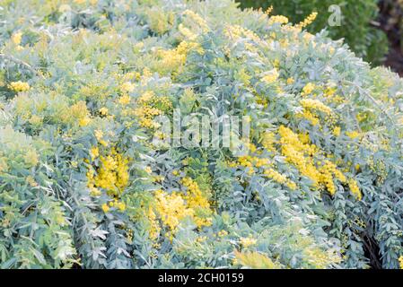 Un prostrato di baileyana di Acacia, una versione a bassa crescita di un sonaglino di Cootamundra con i suoi fiori gialli luminosi in inverno Foto Stock