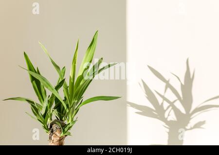 palm yucca e ombre su una parete bianca Foto Stock