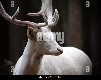 White Buck/hart (daino, Dama Dama) nella foresta, Veldensteiner Forst, Germania Foto Stock