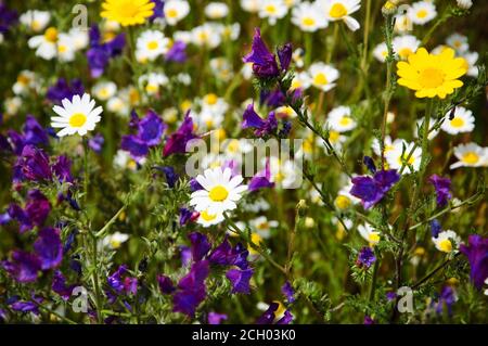 Splendido prato fiorito con fiori a margherita e campanili. Messa a fuoco selettiva. Foto Stock