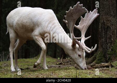 White hart nella foresta, Veldensteiner Forst, Germania Foto Stock