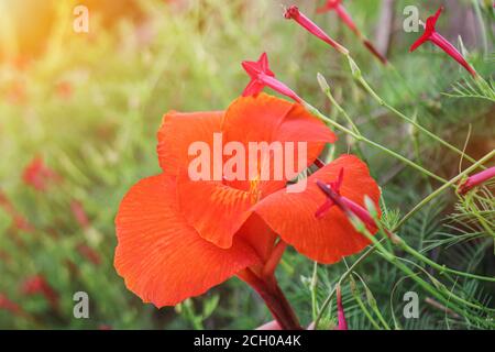 Rosso canna fiori sfondo asia fiore immagine Foto Stock