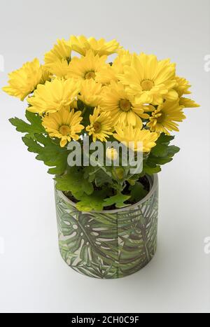 Crisantemo indicum - un bouquet di piccoli fiori gialli che fioriscono piacevolmente, su uno sfondo chiaro in una pentola decorativa Foto Stock