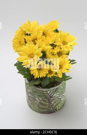 Crisantemo indicum - un bouquet di piccoli fiori gialli che fioriscono piacevolmente, su uno sfondo chiaro in una pentola decorativa Foto Stock