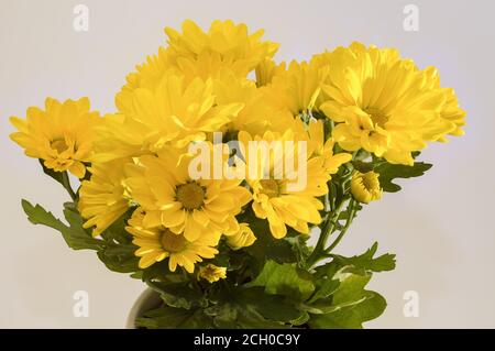 Chrysanthemum indicum - un bouquet di piccoli fiori gialli che fioriscono piacevolmente su uno sfondo luminoso, fotografati a distanza ravvicinata Foto Stock