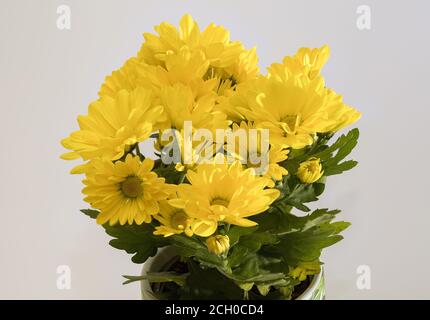 Chrysanthemum indicum - un bouquet di piccoli fiori gialli che fioriscono piacevolmente su uno sfondo luminoso, fotografati a distanza ravvicinata Foto Stock