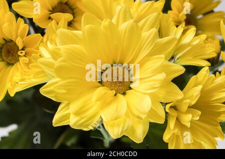 Chrysanthemum indicum - un bouquet di piccoli fiori gialli che fioriscono piacevolmente su uno sfondo luminoso, fotografati a distanza ravvicinata Foto Stock