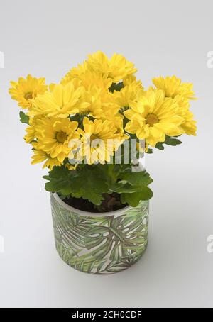 Crisantemo indicum - un bouquet di piccoli fiori gialli che fioriscono piacevolmente, su uno sfondo chiaro in una pentola decorativa Foto Stock