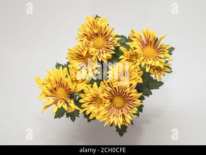 Chrysanthemum indicum - un bouquet di fiori colorati che fioriscono piacevolmente su uno sfondo luminoso, fotografato a distanza ravvicinata Foto Stock