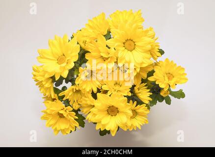 Chrysanthemum indicum - un bouquet di minuscoli fiori gialli che fioriscono piacevolmente contro uno sfondo luminoso, fotografati a distanza ravvicinata, vista dall'alto Foto Stock