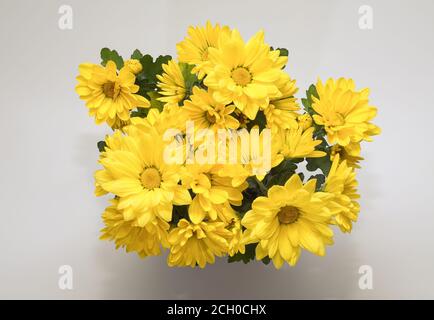 Chrysanthemum indicum - un bouquet di minuscoli fiori gialli che fioriscono piacevolmente contro uno sfondo luminoso, fotografati a distanza ravvicinata, vista dall'alto Foto Stock