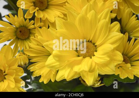 Chrysanthemum indicum - un bouquet di piccoli fiori gialli che fioriscono piacevolmente su uno sfondo luminoso, fotografati a distanza ravvicinata Foto Stock