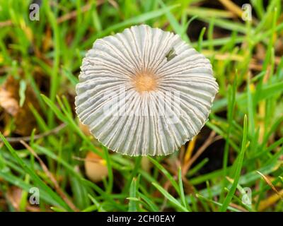Primo piano del corpo effimero fruttifero dello sgabello pleinato di Inkcap, Parasola plicatilis, su una verga inglese Foto Stock