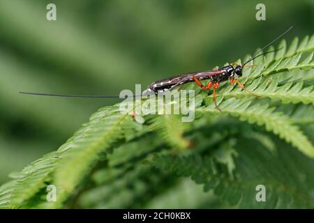 Ichneumon gigante (o Saber Wasp, Rhyssa persuasoria) - femmina Foto Stock