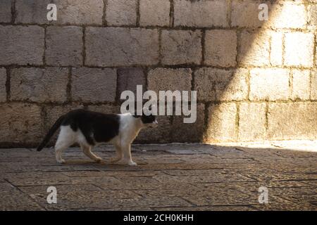 Il gatto cammina lungo la vecchia strada lungo il percorso acciottolato alla luce, Montenegro Foto Stock