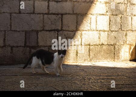 Il gatto cammina lungo la vecchia strada lungo il percorso acciottolato alla luce, Montenegro Foto Stock