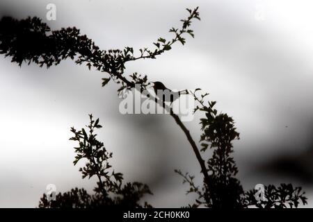 Wren in silhouette sul ramo cantando al crepuscolo. Foto Stock