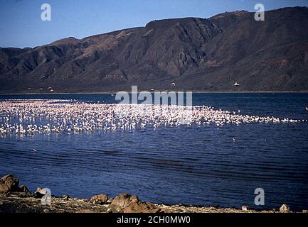 Fenicotteri sul lago Namburo in Africa di fronte le montagne Foto Stock