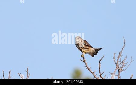 Merlin, giovane Merlin seduto sulla cima dell'albero Foto Stock