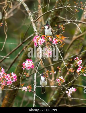 Red Whiskered Bulbul due dentro Cherry Blossom Foto Stock