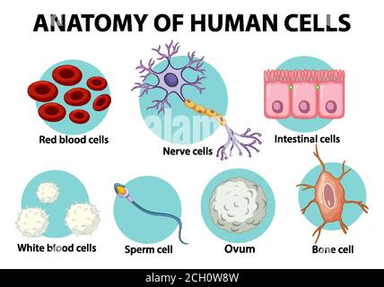 Poster informativo sull'illustrazione delle cellule umane Illustrazione Vettoriale