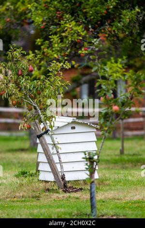 Capanna in legno bianco vicino ad un albero di mela che cresce Mele rosse che mostrano alimenti biologici coltivati nel Regno Unito Foto Stock