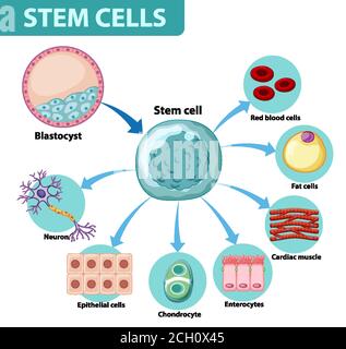 Poster informativo sull'illustrazione delle cellule umane Illustrazione Vettoriale