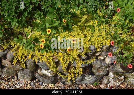 golden creeping jenny, Lysimakia nummularia Aurea, inghilterra Foto Stock