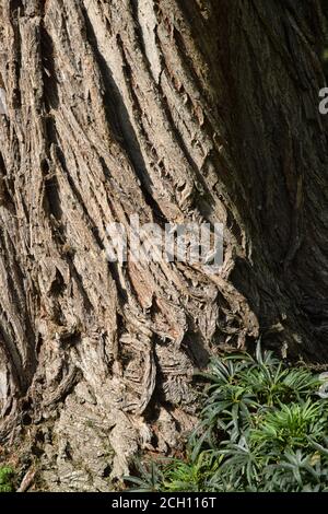 Close up di corteccia di albero Foto Stock