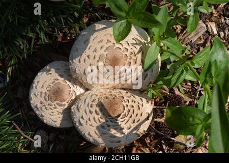 funghi parasoli, suffulk, inghilterra Foto Stock