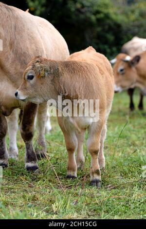 Ritratto de veau Aubrac Foto Stock