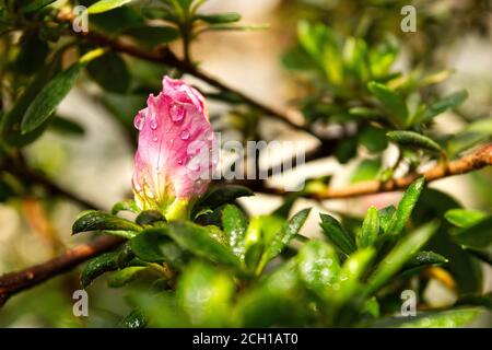 Primo piano della foto di azalea rosa, fiore di rododendro Foto Stock