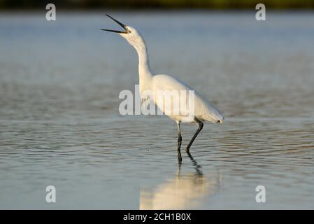 Garzetta - Egretta garzetta Foto Stock