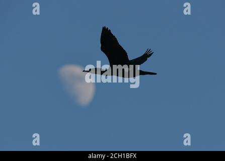 Cormorano - Phalacrocorax carbo Foto Stock