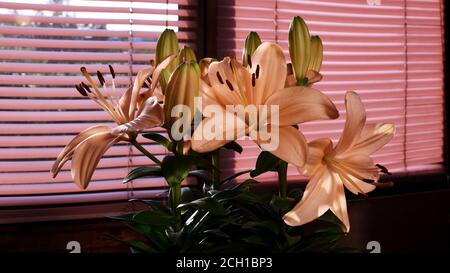Bouquet di fiori di giglio rosa sulla finestra che è chiusa con tendine Foto Stock