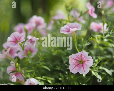 Wave pink Cascade color, Nome di famiglia Solanaceae, Nome scientifico Petunia Hybrid Vilm, grandi petali monostrato grandiflora Single flower in a plasti Foto Stock