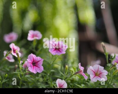 Wave pink Cascade color, Nome di famiglia Solanaceae, Nome scientifico Petunia Hybrid Vilm, grandi petali monostrato grandiflora Single flower in a plasti Foto Stock